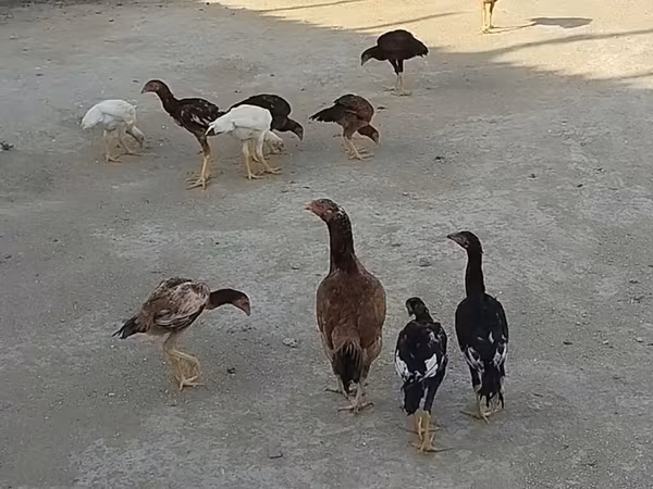 मेलीन