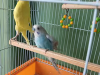 Dalmatin və sarı rəngli iki dalğıç papuqay (büdcəri) ilə birlikdə — 照片 3