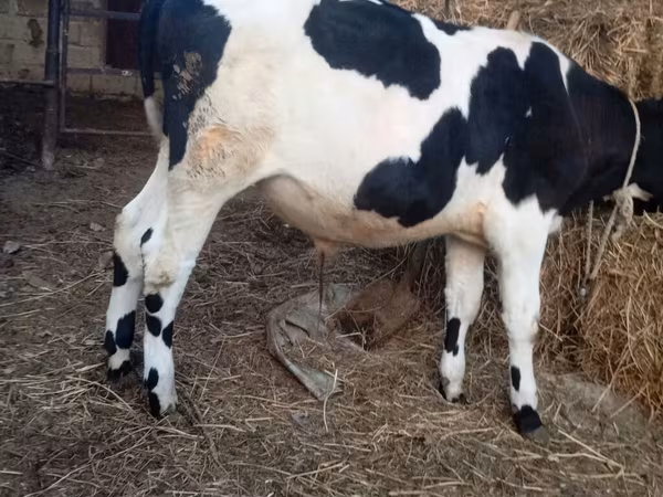 Bulle, Russian Black pied cattle