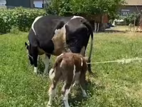 Sigir, Russian Black pied cattle — 2-rasm