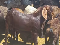 Cabro, Beetal goats — foto 1