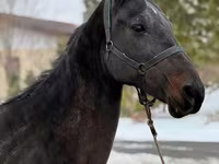 Madyan, Akhal-Teke — foto 4