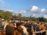 गाय, Simmental cattle — फ़ोटो 1