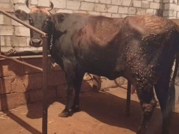 Vaca, Ganado vacuno