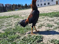 Chickens — Foto 3