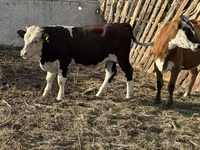 Bulle, Holstein-Rasse — Foto 2