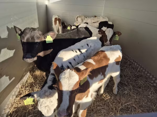 ثور, Simmental cattle