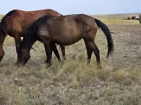 Stute, Kazakh horse — Foto 4