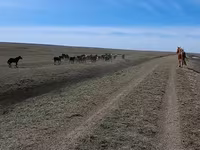 حصان, الخيول — الصورة 7