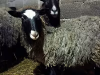 母羊, Romanov sheep — 照片 4