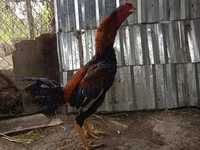 Chickens — Foto 1