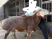 Carnero, Arashan sheep — foto 4
