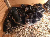 Australorp — photo 2