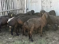Qoç, Hissar sheep — foto 3