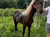 Кобила, Rocky Mountain Horse — фото 5
