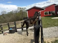 At, Rocky Mountain Horse — foto 7