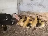 Ducks — Foto 2