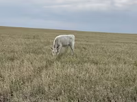 Bulle, Swiss cattle — Foto 5