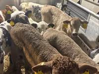 Bulle, Simmental cattle — Foto 4