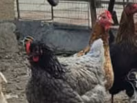 Australorp — foto 2