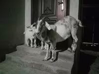 Ziege, Ziegen — Foto 2