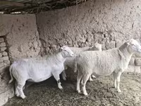 公羊, Dorper sheep — 照片 2