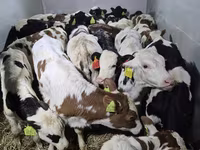 公牛, Simmental cattle — 照片 1