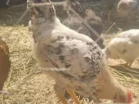 Chickens — Foto 1