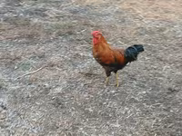 Chickens — फ़ोटो 1