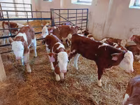 Toro, Simmental cattle — foto 3