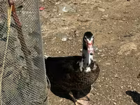 Ducks — Foto 1