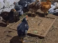 Chickens — الصورة 6