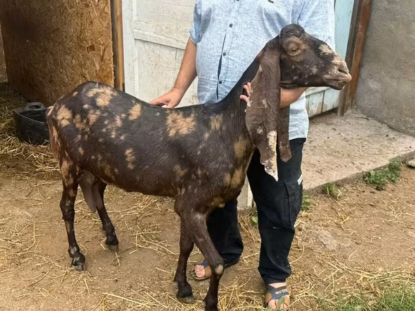 Ешкі, Kamori goats