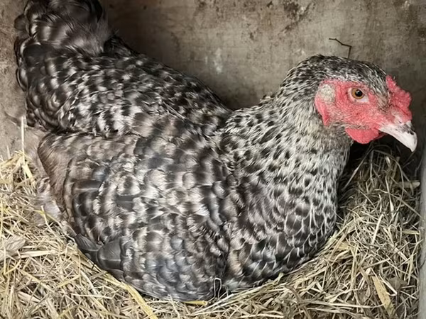 Chickens