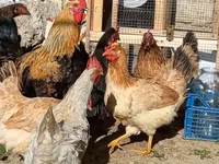 Chickens — الصورة 6