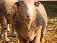 Ram, Suffolk sheep — photo 4