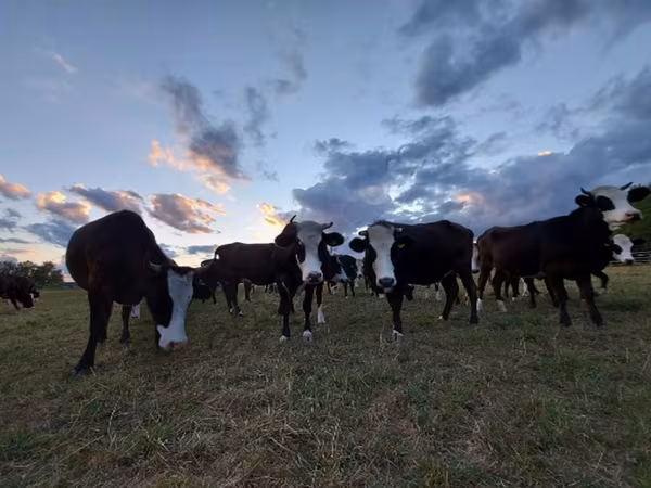 Yaroslavl cattle