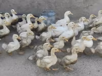 Ducks — الصورة 2