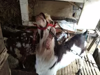 母山羊, Beetal goats — 照片 2