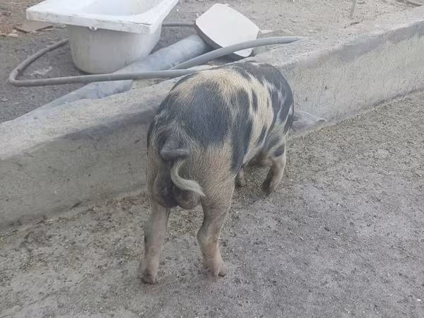 Verro, Cerdos