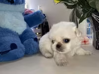 Məhsul: Pekines balaları - Yaş: 60 günlük - Cins: Pekines - Rənglər — 照片 3