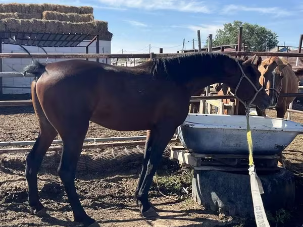 Caballo, Standardbred
