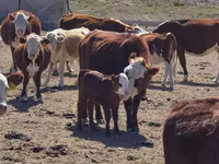 母牛, Latvian Blue cattle — 照片 5