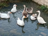 Geese — photo 1