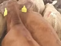 Bulle, Simmental cattle — Foto 3