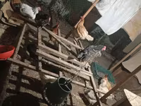 Chickens — फ़ोटो 4