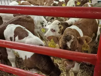 Bulle, Simmental cattle — Foto 3