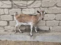 Ziege, Saanen goat — Foto 5