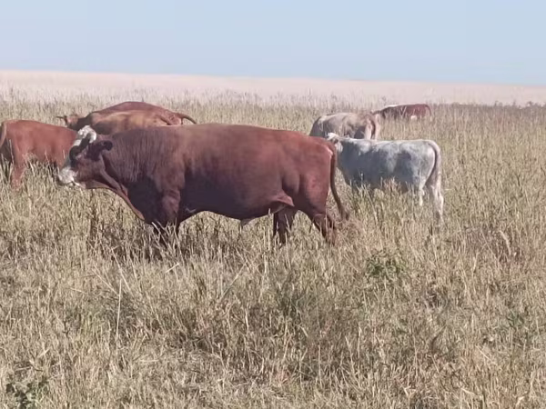 Bull, Swiss cattle