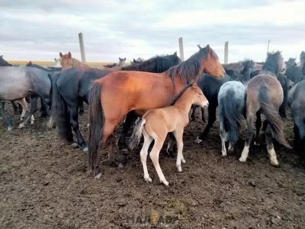 فرس, Kazakh horse